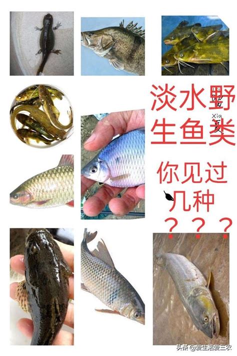 圖中有幾條魚|台灣淡水魚類列表